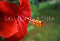 VIRGIN ISLANDS (British), Virgin Gorda, red Hibiscus flower (close-up), BVI1192JPL