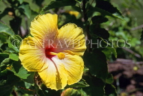 VIRGIN ISLANDS (British), yellow Hibiscus flower, BVI1020JPL