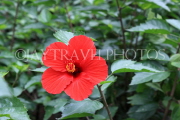 Vietnam, HANOI, Botanical Garden, flora, red Hibiscus flower, VT1673JPL