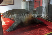 Vietnam, HANOI, Hoan Keim Lake, Ngoc Son Temple, Ho Guom Turtle specimen, VT1608JPL