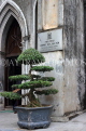 Vietnam, HANOI, Old Quarter, St Joseph's Cathedral, bonsai treet, VT1316JPL
