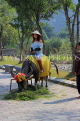 Vietnam, Ninh Binh, HOA LU, tourist posing with buffalo for photos, VT2036JPL