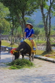 Vietnam, Ninh Binh, HOA LU, tourist posing with buffalo for photos, VT2037JPL