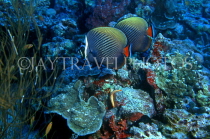 Virgin Islands (US), ST JOHN, coral reef, Butterfly Fish, CAR1221JPL