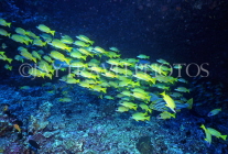 Virgin Islands (US), ST JOHN, coral reef fish, Blue Stripe Snapper, CAR1216JPL