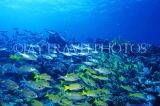 Virgin Islands (US), ST JOHN, coral reef fish, Blue Stripe Snapper, CAR1217JPL