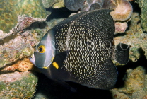 Virgin Islands (US), ST JOHN, coral reef fish, CAR1222JPL