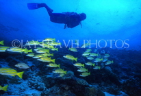Virgin Islands (US), ST JOHN, coral reef fish and diver, Blue Stripe Snapper, CAR1218JPL