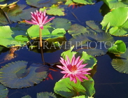Virgin Islands (US), ST THOMAS, Water Lily, CAR1319JPL