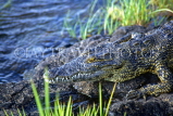 ZIMBABWE, Crocodile at river, ZIM42JPL