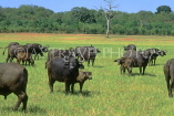 ZIMBABWE, Hwange, Buffalo herd, ZIM120JPL