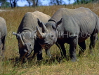 ZIMBABWE, Imire Game Ranch, Black Rhinos, ZIM119JPL