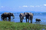 ZIMBABWE, Lake Kariba, herd of Elephants, ZIM18JPL