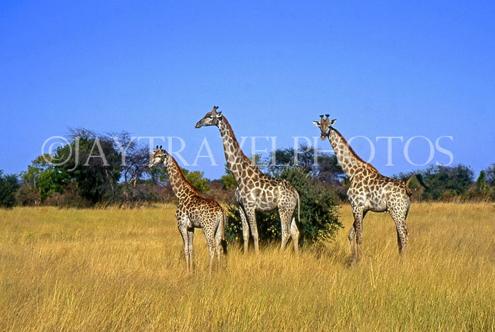ZIMBABWE, three Giraffe, ZIM19JPL