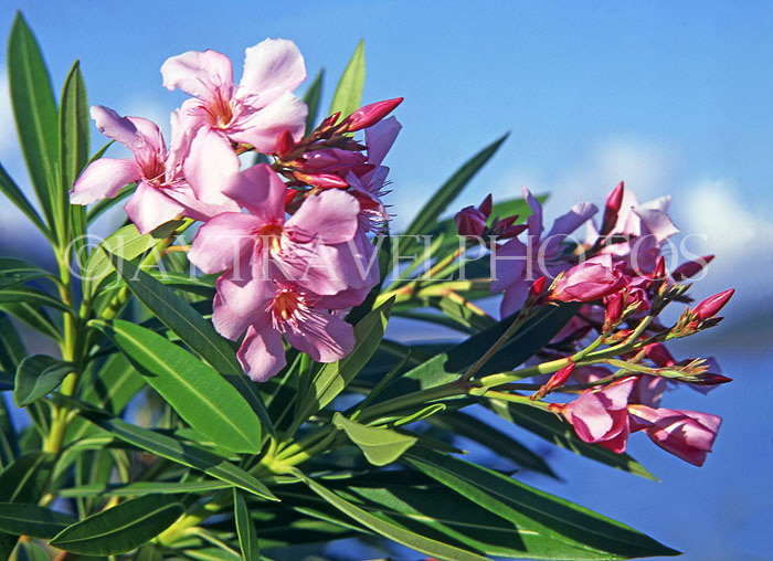 ANTIGUA, pink Oleander flowers, ANT989JPL