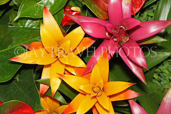 AUSTRALIA, New South Wales, Bromeliad (Guzmania) flowers, AUS1331JPL