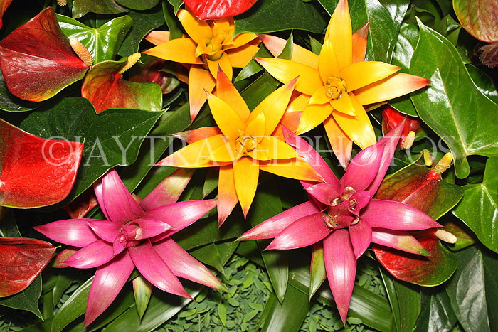 AUSTRALIA, New South Wales, Bromeliad (Guzmania) flowers, AUS1332JPL