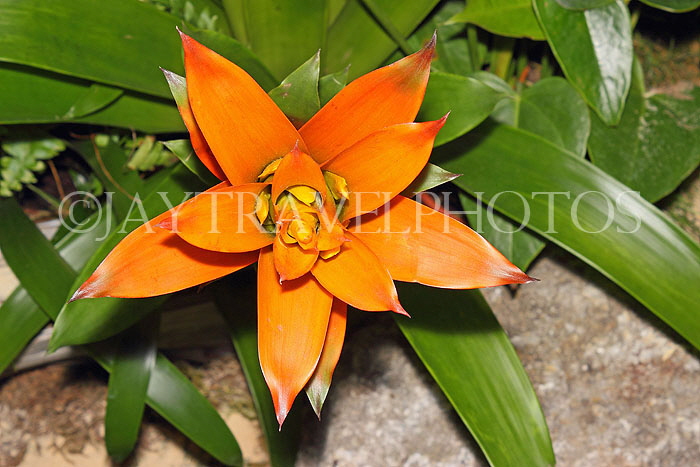 AUSTRALIA, New South Wales, Bromeliad (Guzmania) flowers, AUS1344JPL