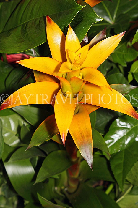 AUSTRALIA, New South Wales, Bromeliad (Guzmania) flowers, AUS1346JPL