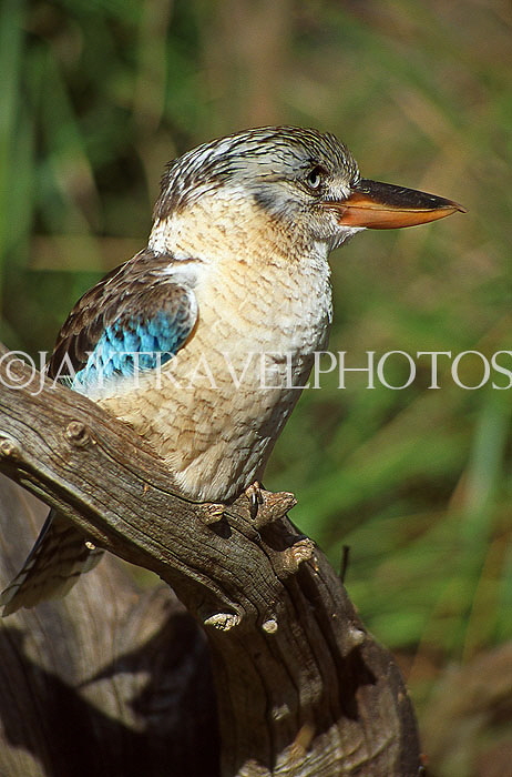 AUSTRALIA, New South Wales, Kookaburra (large Kingfisher), AUS723JPL