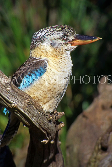AUSTRALIA, New South Wales, Kookaburra (large Kingfisher), AUS724JPL