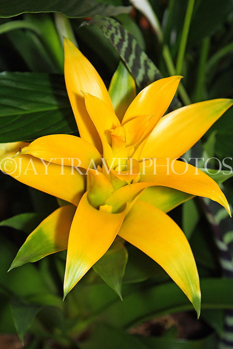 AUSTRALIA, New South Wales, yellow Bromeliad (Guzmania) flower, AUS1329JPL