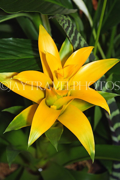 AUSTRALIA, New South Wales, yellow Bromeliad (Guzmania) flower, AUS1330JPL