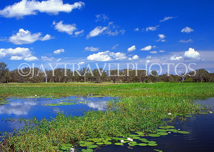 AUSTRALIA, Northern Territory, Kakadu National Park, Yellow Waters billabong, AUS316JPL