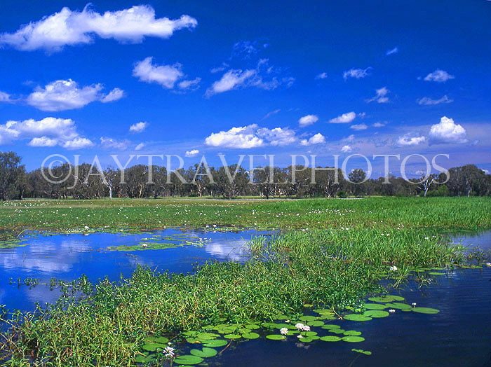 AUSTRALIA, Northern Territory, Kakadu National Park, Yellow Waters billabong, AUS317JPL