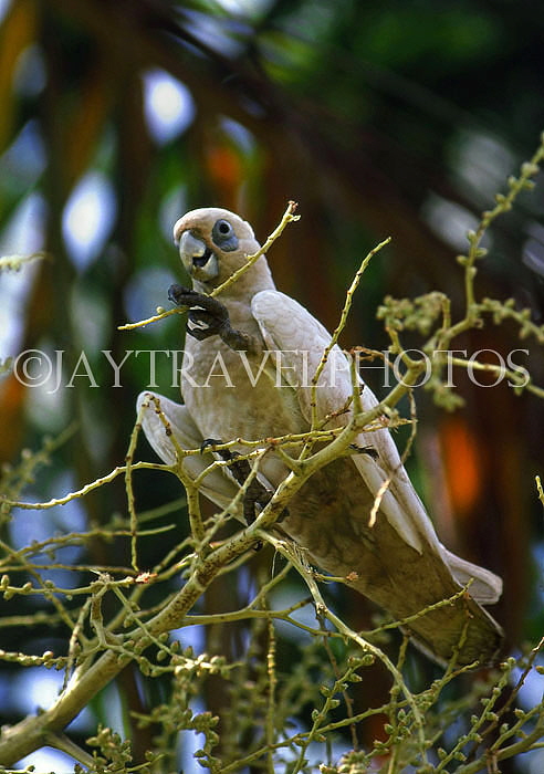 AUSTRALIA, Northern Territory, White CORELLA (Cockatoo), AUS848JPL