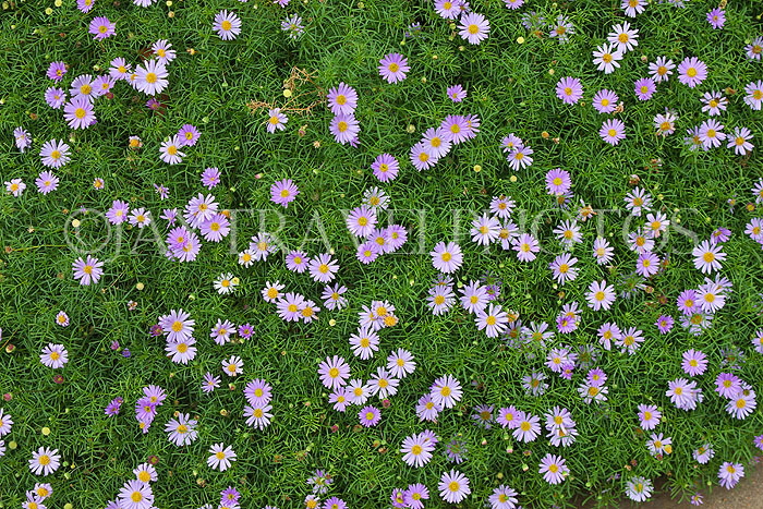 AUSTRALIA, Northern Territory, wild flowers, AUS1327JPL
