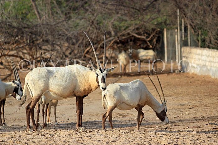 BAHRAIN, Al Areen Wildlife Park, Arabian Oryx, BHR1599JPL