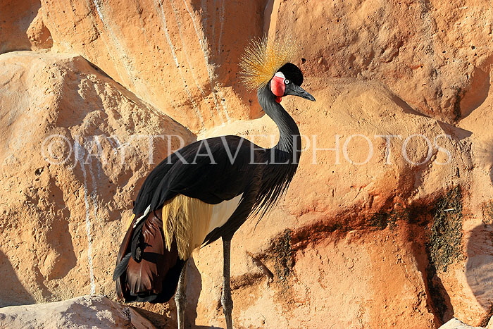 BAHRAIN, Al Areen Wildlife Park, Black Crowned Crane, BHR1977JPL