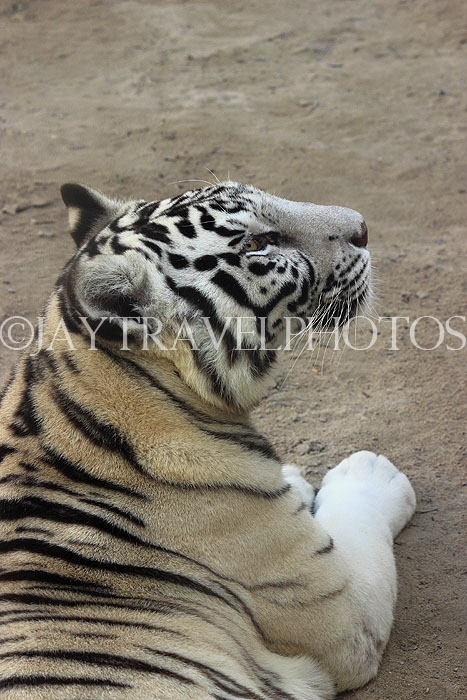 BAHRAIN, Al Areen Wildlife Park, White Tiger, BHR1631JPL