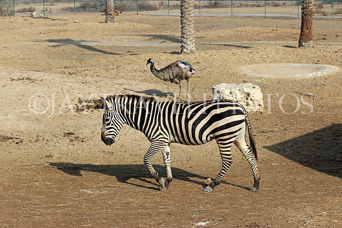 BAHRAIN, Al Areen Wildlife Park, Zebra, BHR1661JPL