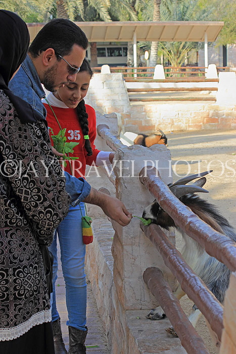 BAHRAIN, Al Areen Wildlife Park, and visitors feeding Goat, BHR1579JPL