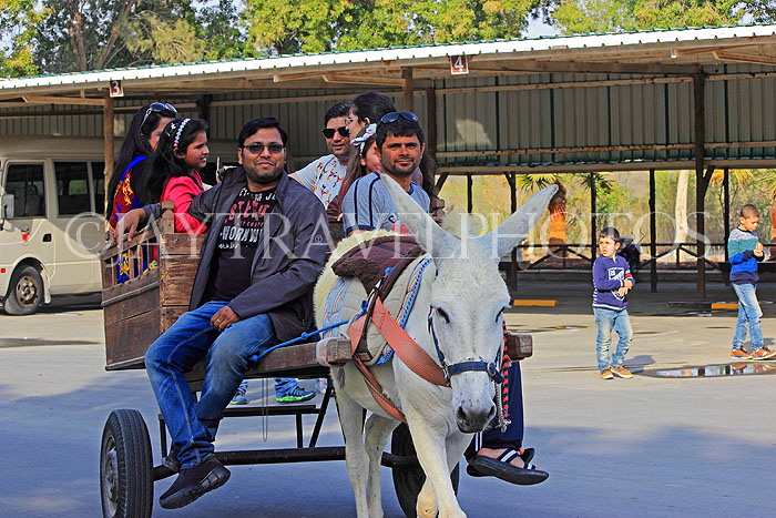 BAHRAIN, Al Areen Wildlife Park, sightseeing by mule drawn cart, BHR1651JPL