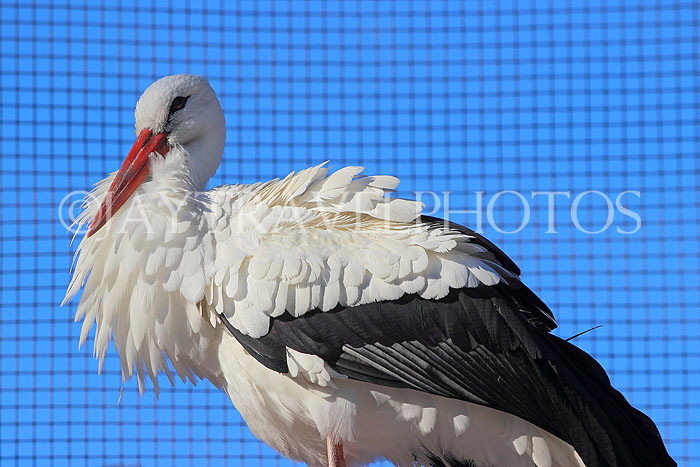BAHRAIN, Al Areen Wildlife Park, tropical birds, BHR2009JPL