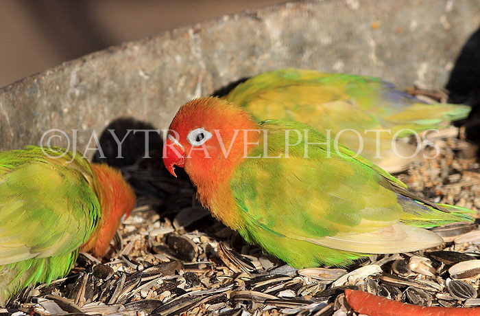 BAHRAIN, Al Areen Wildlife Park, tropical birds, Parrots, BHR2004JPL