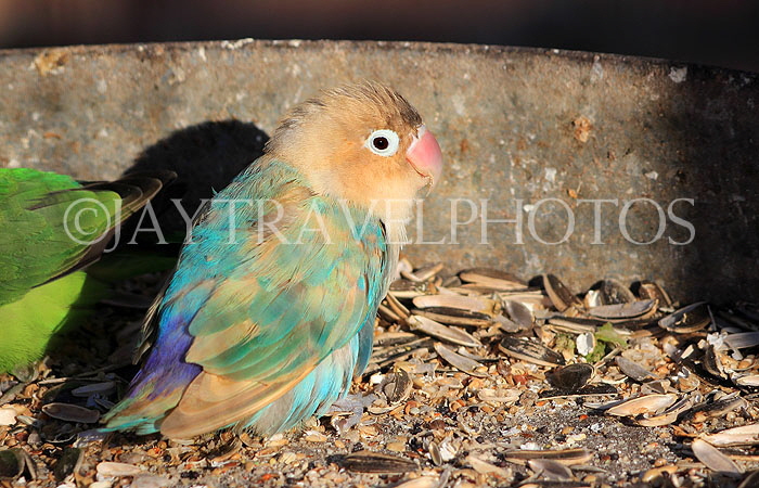 BAHRAIN, Al Areen Wildlife Park, tropical birds, Parrots, BHR2007JPL