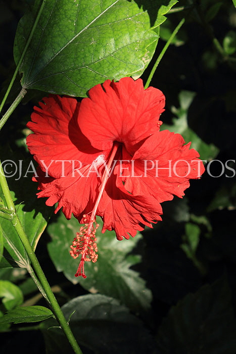 BAHRAIN, Al Jasra, house garden, Hibiscus flower, BHR2259JPL