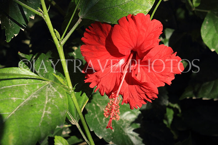 BAHRAIN, Al Jasra, house garden, Hibiscus flower, BHR2260JPL