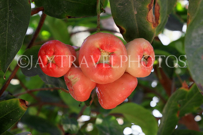 BAHRAIN, Al Jasra, house garden, Jambu fruit, BHR2276JPL