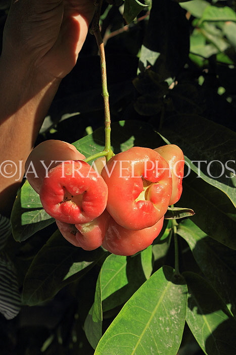 BAHRAIN, Al Jasra, house garden, Jambu fruit, BHR2277JPL