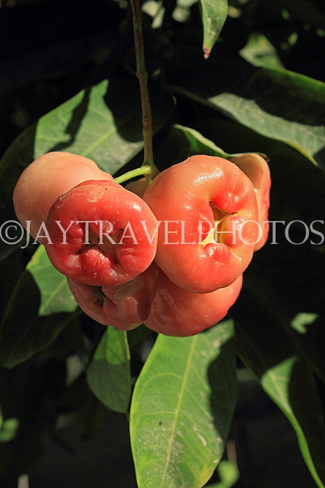 BAHRAIN, Al Jasra, house garden, Jambu fruit, BHR2278JPL
