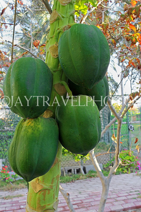 BAHRAIN, Al Jasra, house garden, Papaya fruit, BHR2261JPL