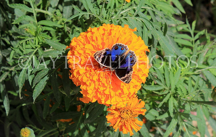 BAHRAIN, Al Jasra, house garden, butterfly on Marigold flower, BHR1905JPL