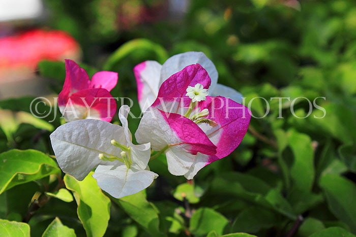 BAHRAIN, Al Jasra, house garden, two coloured Bougainvillea flowers, BHR1512JPL