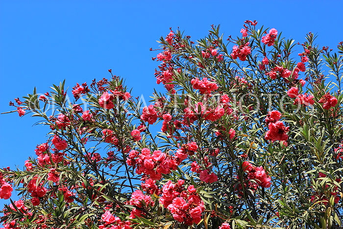 BAHRAIN, Al Jasra, house garden flowers, Oleander flowers, BHR2432JPL