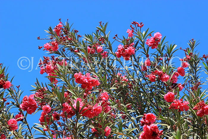 BAHRAIN, Al Jasra, house garden flowers, Oleander flowers, BHR2433JPL